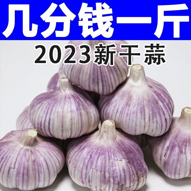 【超低价】山东紫皮大蒜头爽口特大干蒜新鲜红皮大蒜便宜包邮发货
