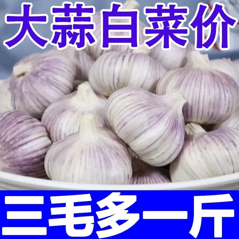 山东金乡紫白皮大蒜干蒜新大蒜头包邮装优质干蒜便宜菜调味品