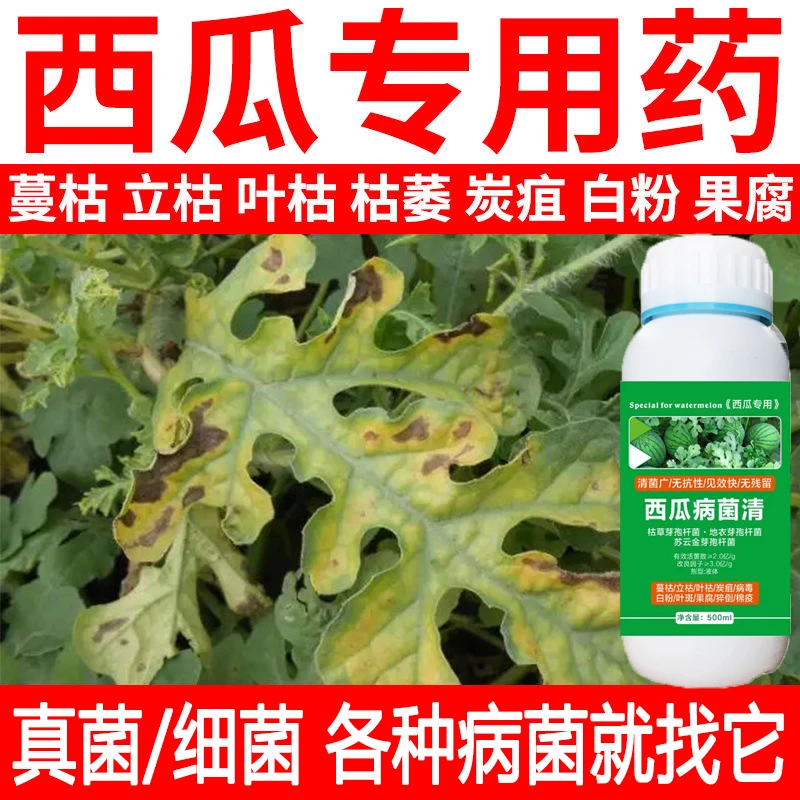 西瓜疫病专用杀菌药西瓜卷叶病炭疽病疫病霜霉病白粉病通用叶面肥