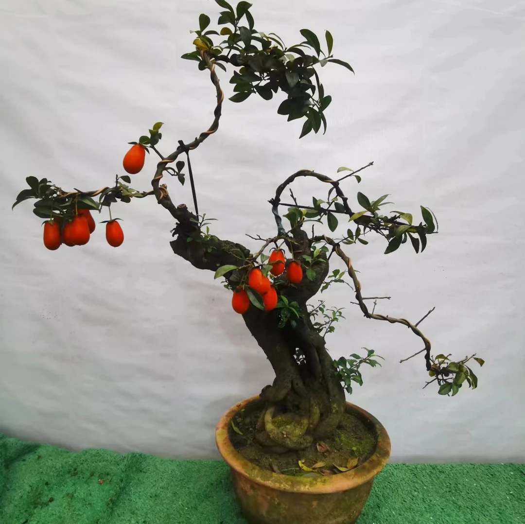 金弹子盆景观赏佳品大气高品质带土饱满人工