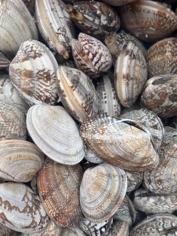 花蛤/沙甲 「鲜活配送」（500g/盒）