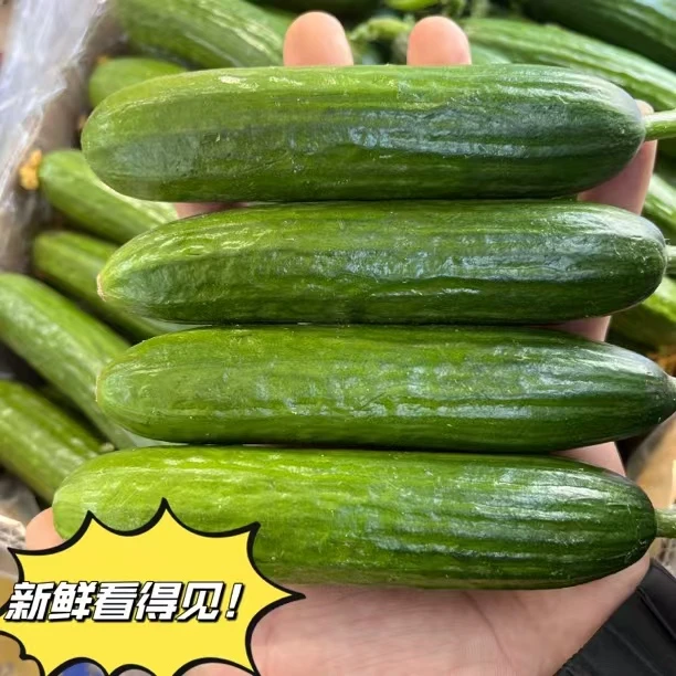 当天采摘 新鲜荷兰无刺水果小黄瓜  清脆爽口 带箱发货  坏果包赔