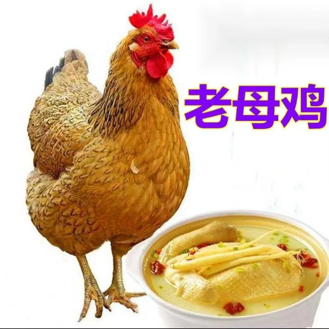 农村散养黄油土老母鸡3—5斤