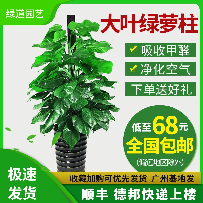 大叶绿萝吸甲醛柱大型室内植物常青盆栽绿植养眼环保净化空气