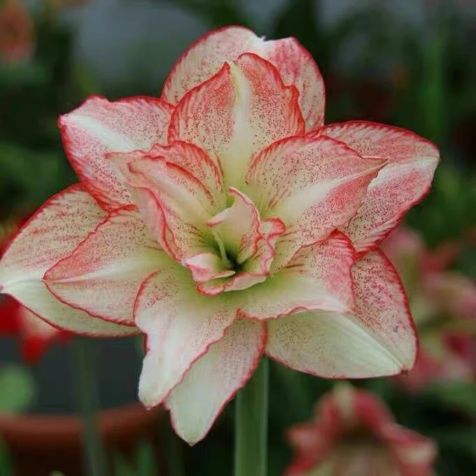 【斑纹彩带】★重瓣朱顶红种球室内外盆栽花卉种植