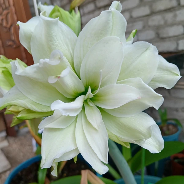 【雏鹤】★重瓣朱顶红种球室内外盆栽花卉高观赏性