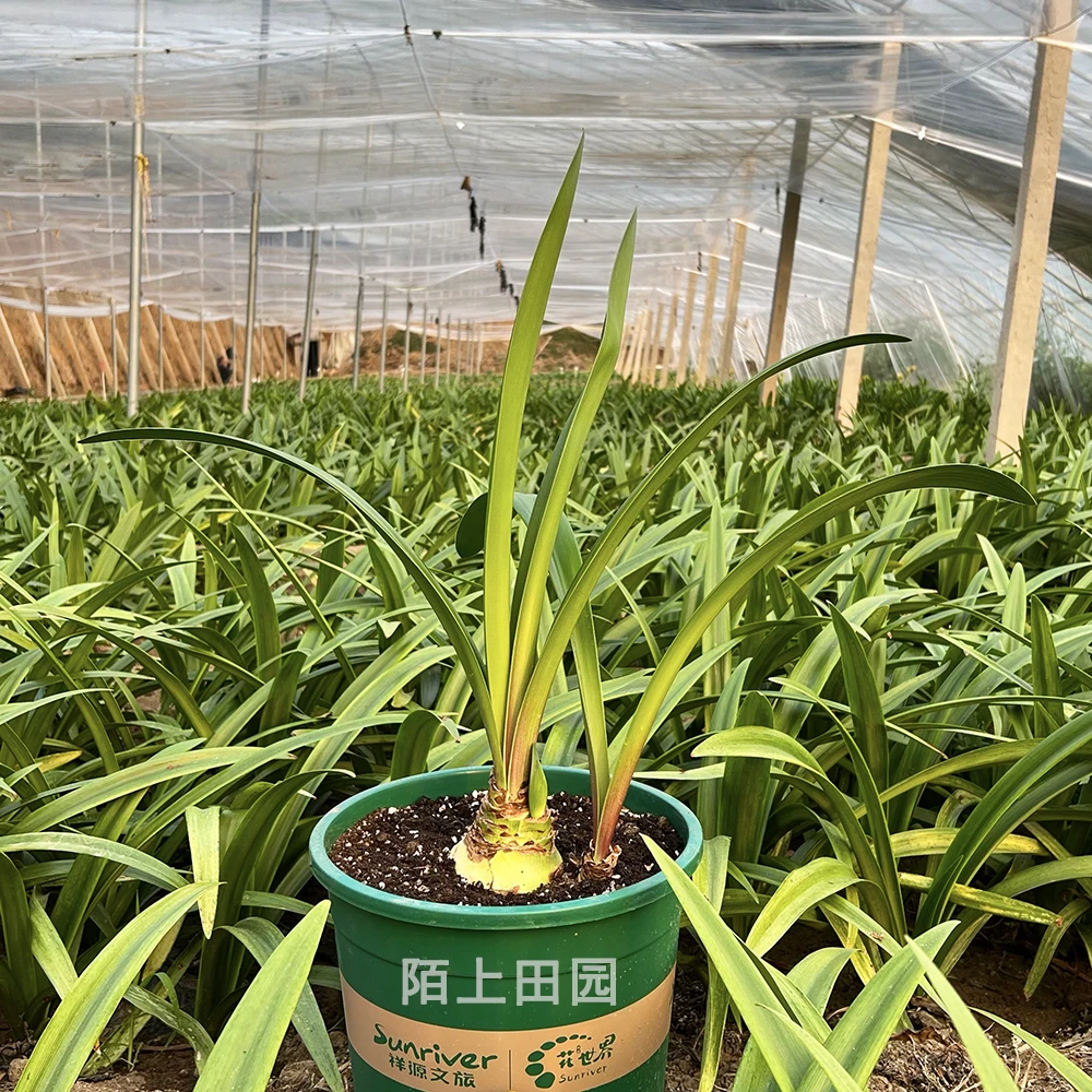 【自育杂交3】直播间讲解为准★朱顶红种球-部分残次品不包售后