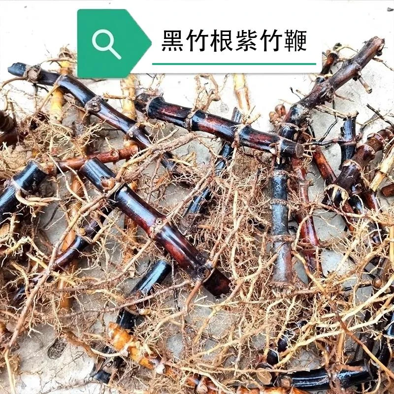 【小扬哥甄选】黑紫竹根鞭易成活竹子苗耐寒十年以上多年生老竹年