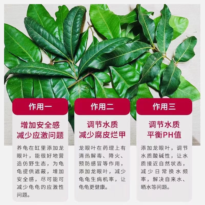 龙眼叶养龟治疗腐皮乌龟造景水族红色桂圆树叶子调节改善水质免煮