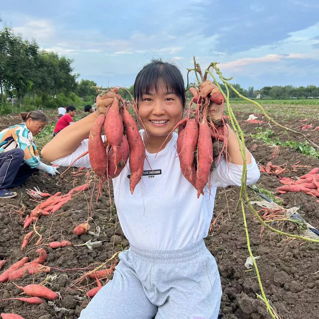 西瓜红蜜薯红心红薯安徽农家自种西瓜红糖心健康红心包邮坏了包赔