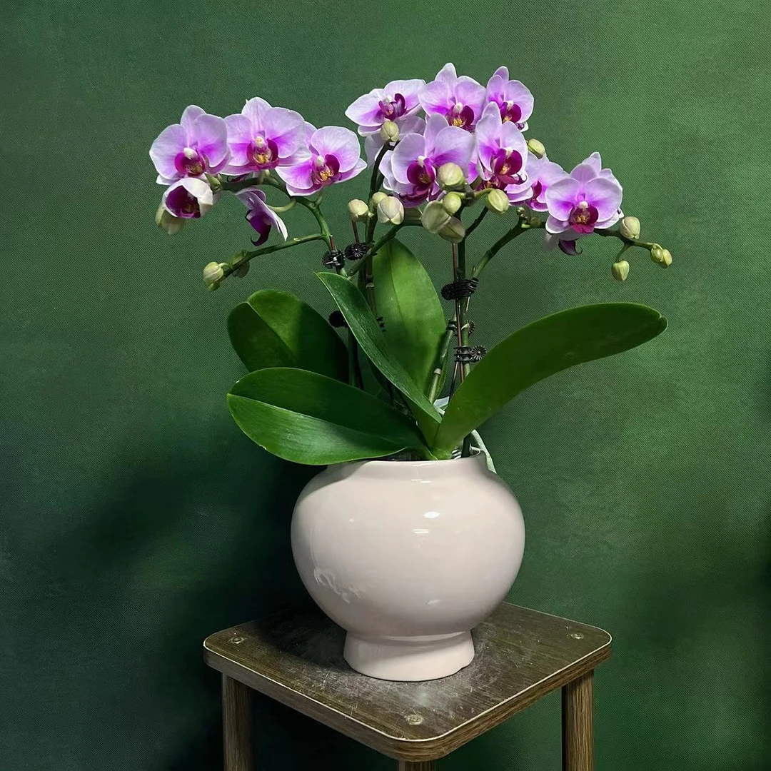 【宝贝】精 美  蝴蝶兰绿色室内栽培开花种植养兰