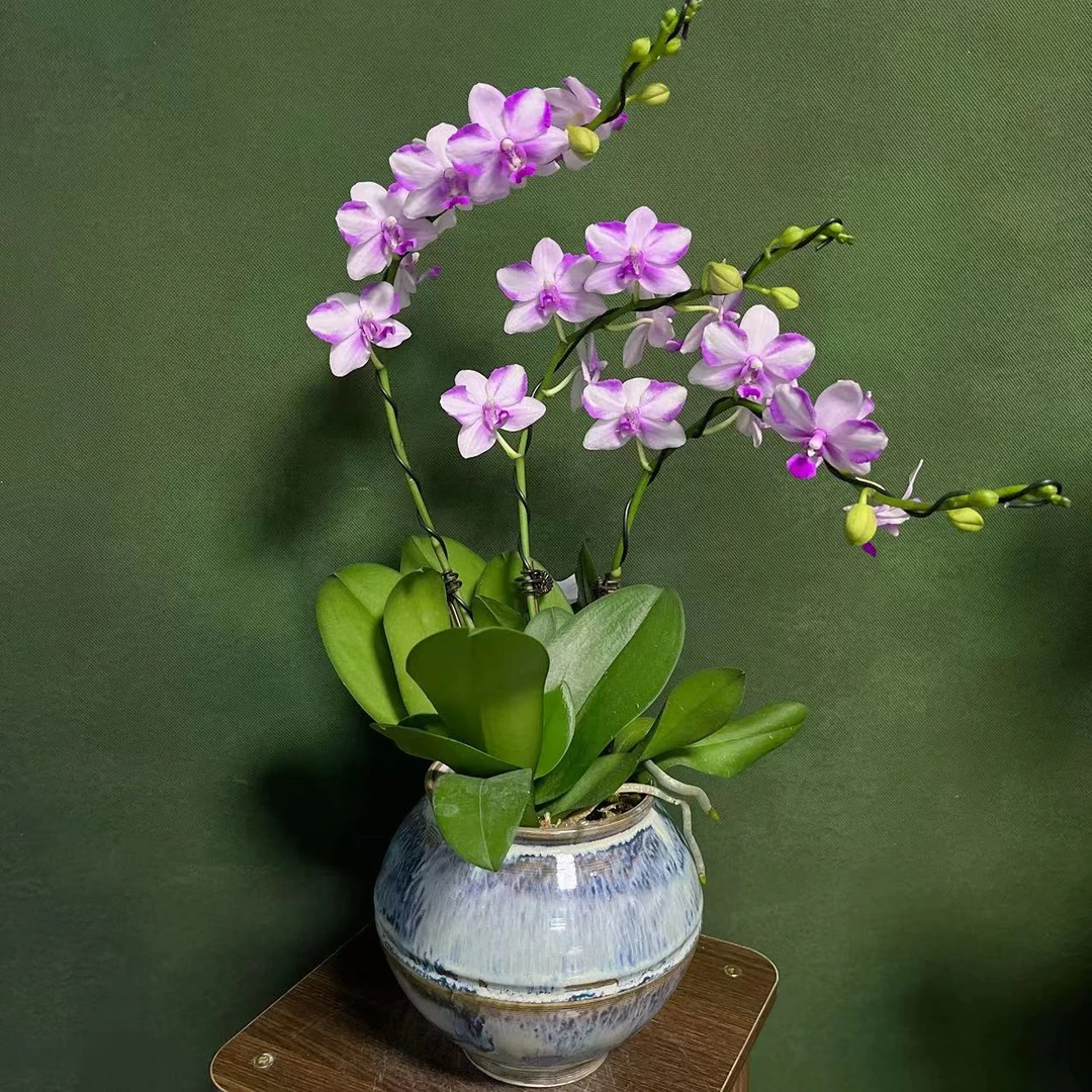 【蓝宝石】精品蝴  蝶兰绿色室内栽培开花种植养兰
