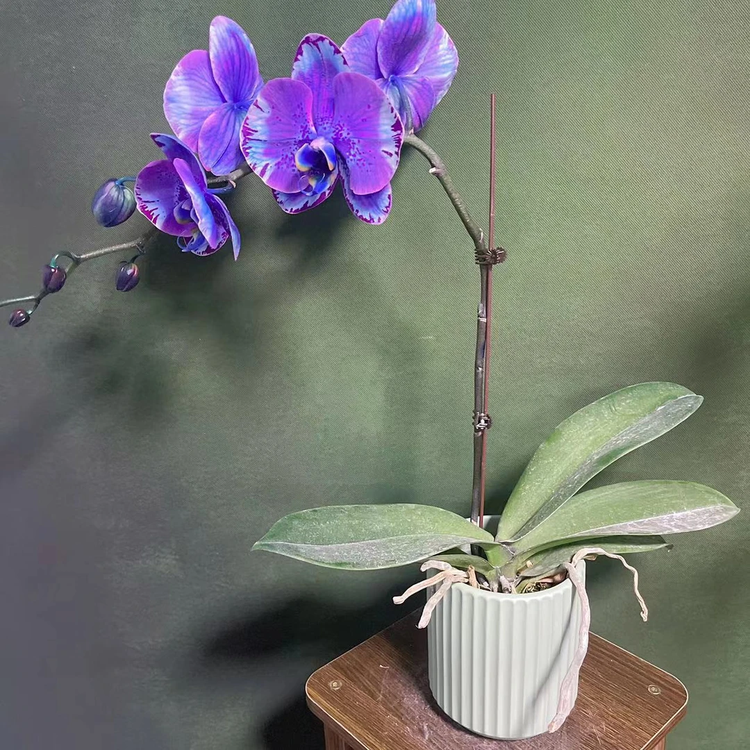 【紫色森林】吸色工艺精品蝴蝶兰绿色室内栽培开花种植养兰