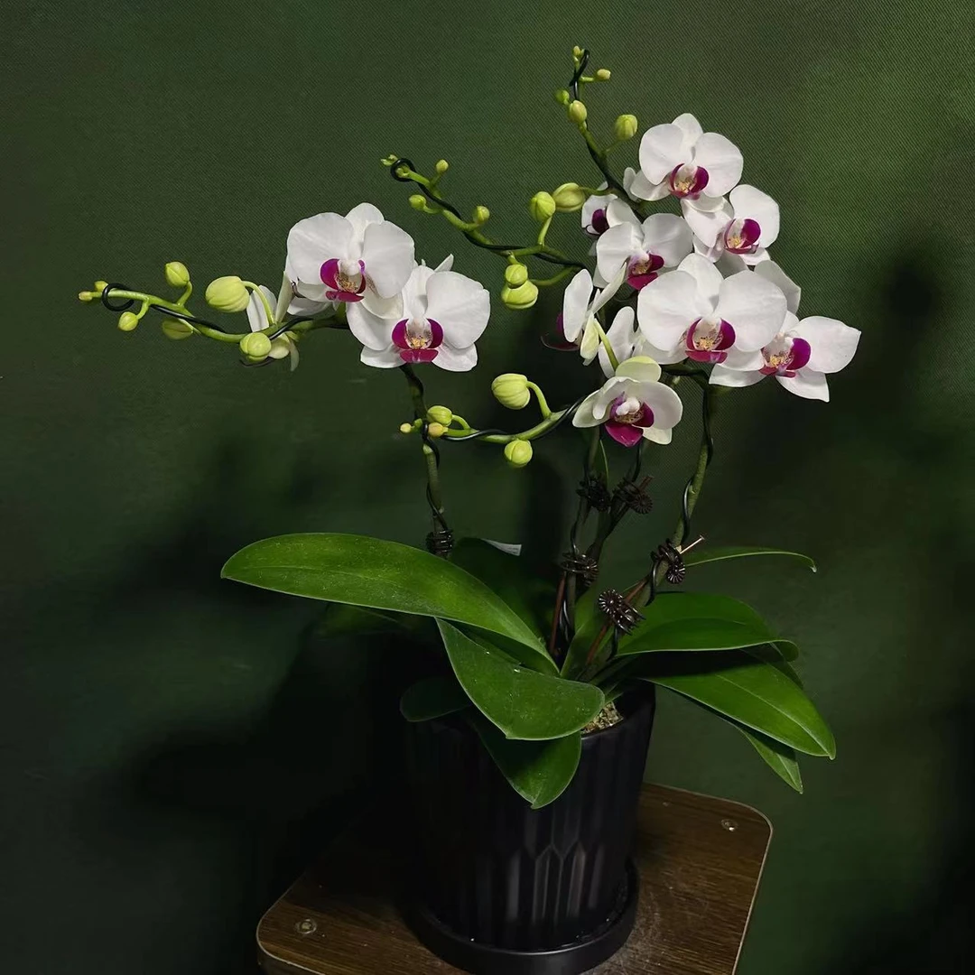 【避风港】精 鲜花速递_花卉仿真_绿植园艺 美   蝴 蝶兰养兰种植