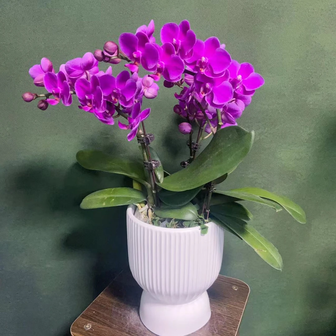 【满天红】精 美蝴蝶兰绿色室内栽培养兰种植开花