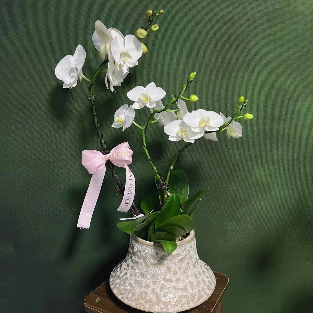 【白月光】精品蝴 蝶兰绿色室内栽培种植开花养兰发货