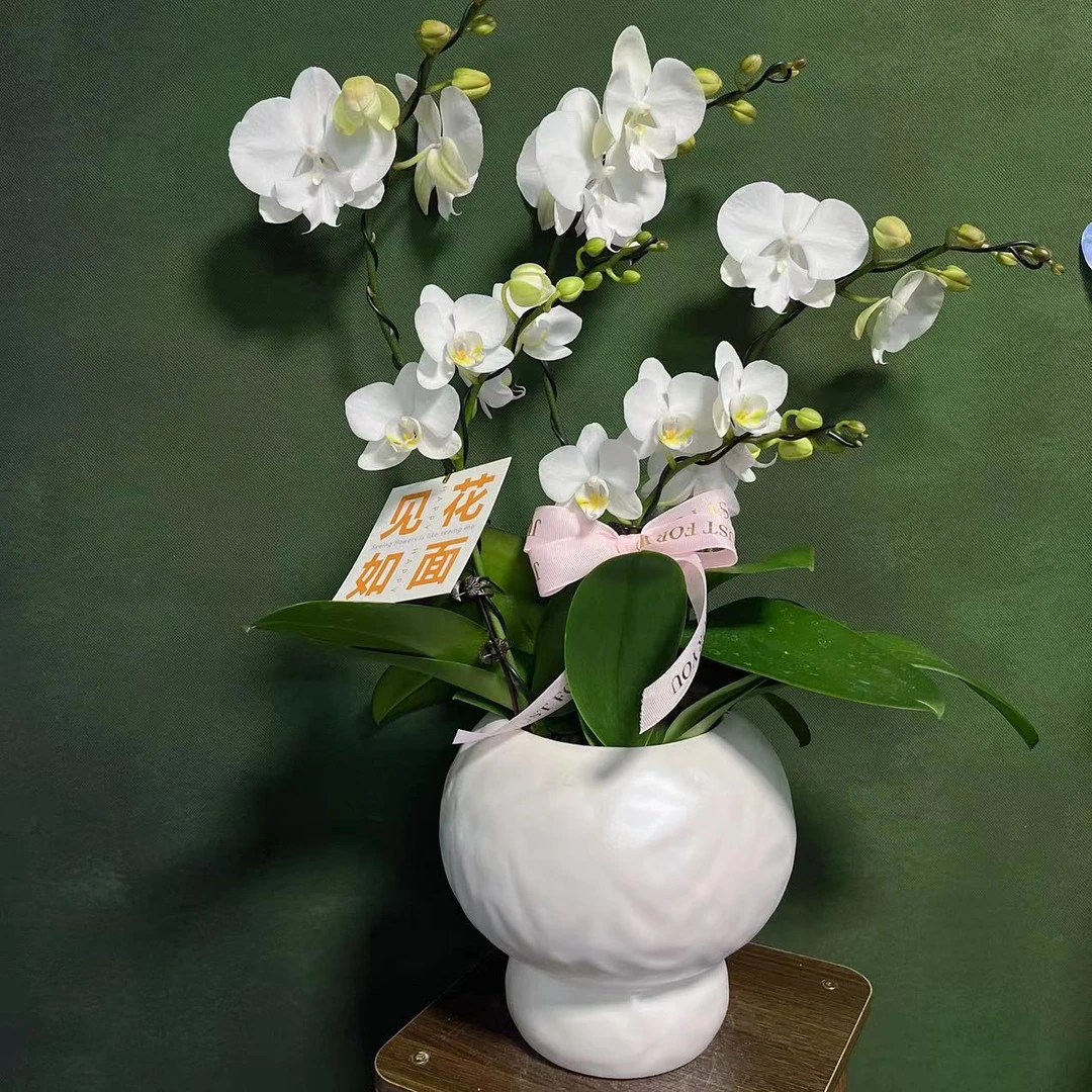 【仙气飘飘】精 美 蝴 蝶兰绿色室内栽培开花养兰种植