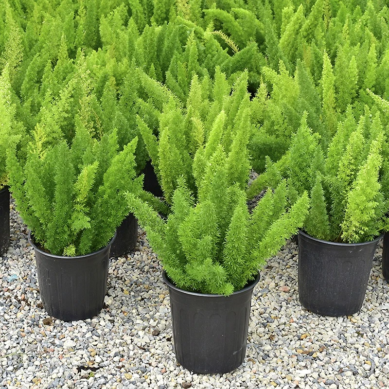 狐尾盆栽窗台阳台庭院耐热观叶植物四季常青多年生好养易活
