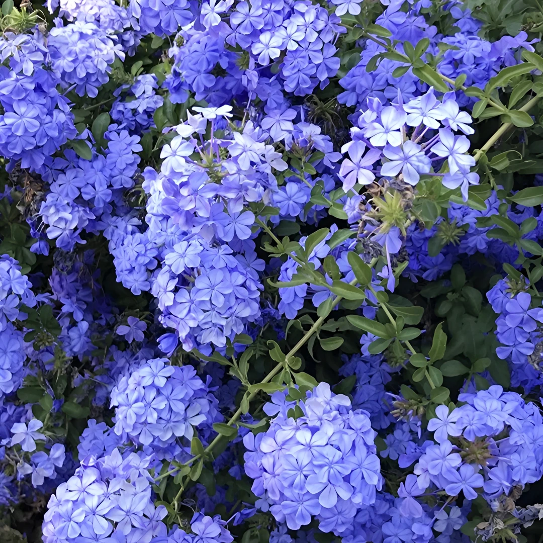 蓝雪花苗盆栽阳台观花耐热好养植物花园庭院爬藤攀援花藤本白雪花