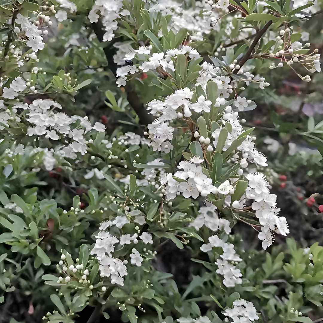 小丑火棘花镜盆栽庭院花园多年生灌木耐寒耐热彩色木观叶植物包邮