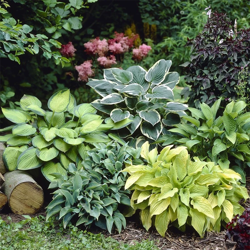 玉簪盆栽苗花叶金叶青叶香花束观赏植物花卉宿根好养活