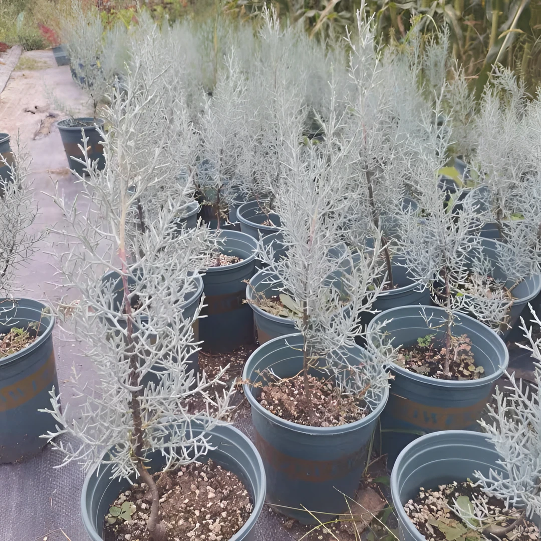 蓝冰柏，花园植物，耐寒耐热
