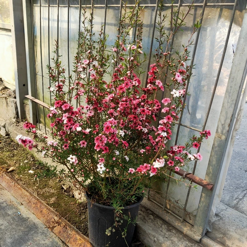 新款净化空气多色四季绿植澳洲雪梅松红梅室内外花卉 耐寒花期长