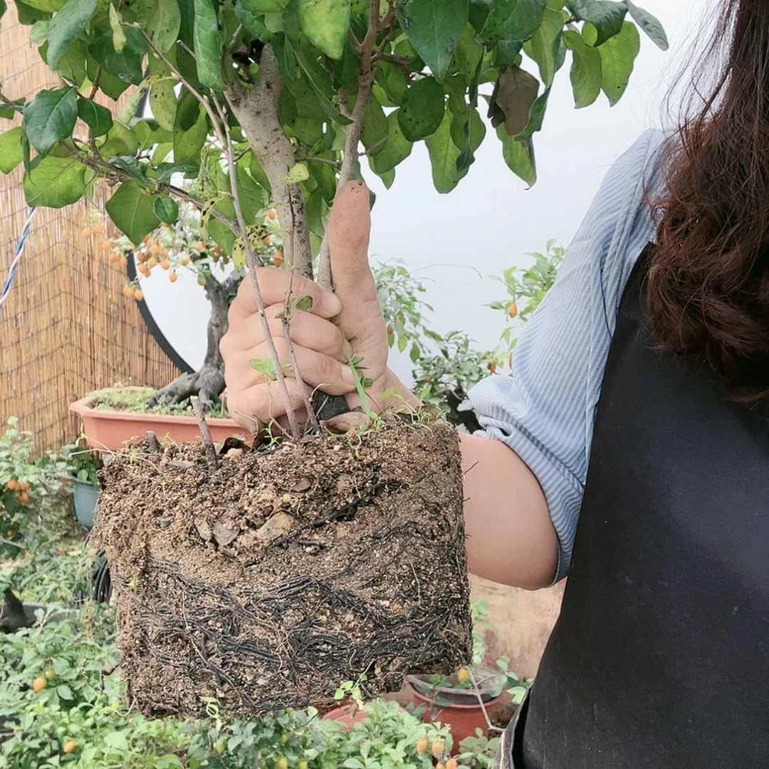 【闪购商品】老鸦柿盆景盆栽