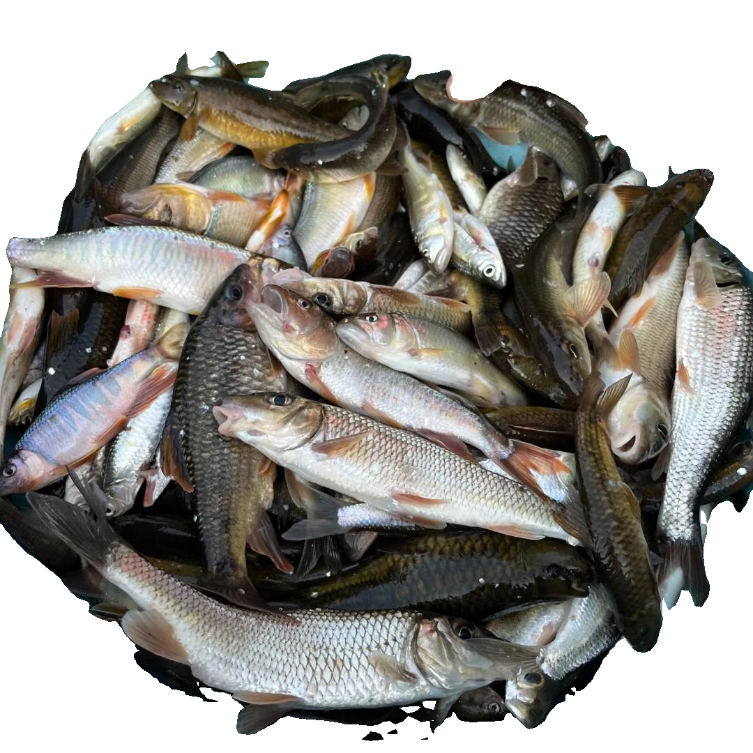河源万绿湖小杂鱼2斤河鱼活宰冰鲜淡水鱼马口石鲮沙丁鱼麦穗河鲜