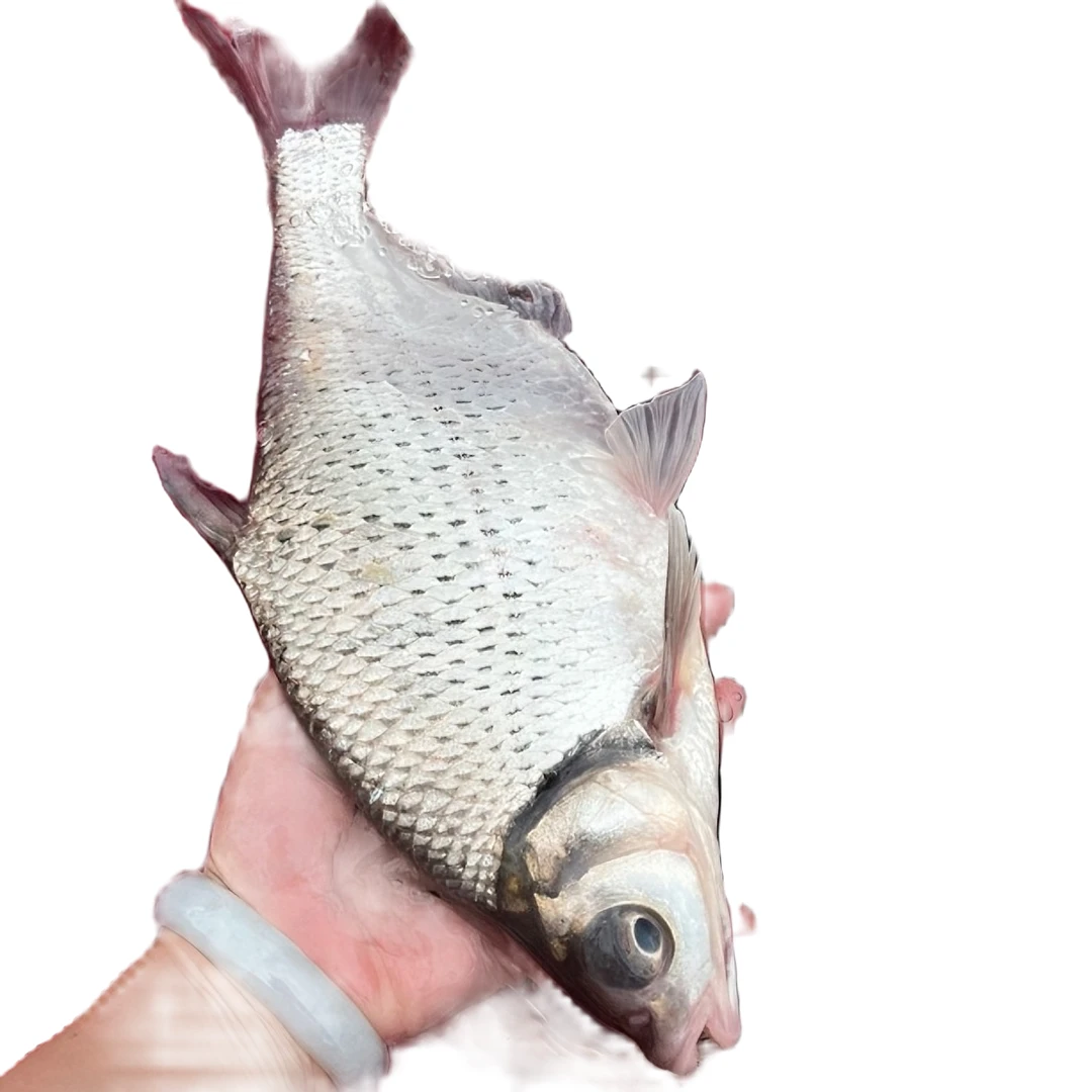 新鲜鳊鱼2条武昌鱼白鳊河鱼食用淡水鱼红烧鱼万绿湖扁鱼水产