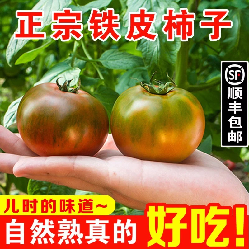 丹东铁皮柿子盐碱地精选采摘天然成熟新鲜美味产地发货顺丰包邮