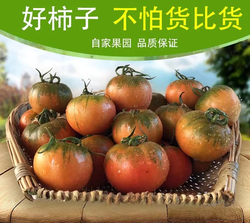 丹东铁皮柿子铁皮西红柿3斤5斤盘锦碱地柿子即食新鲜绿腚顺丰包邮