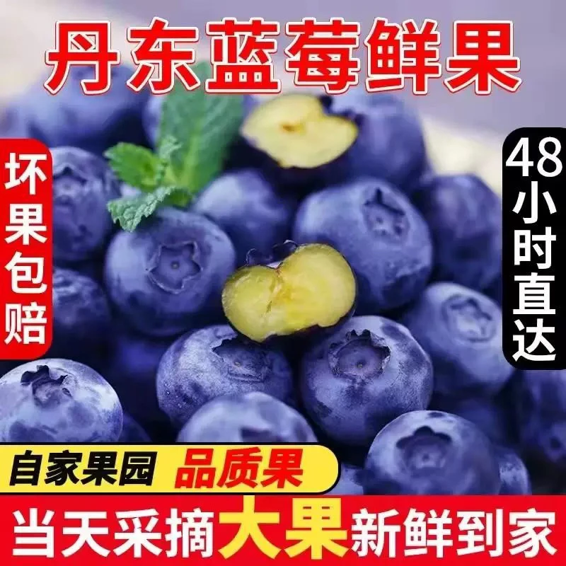 丹东当季新鲜蓝莓L25脆甜 净重400g 毛重1斤顺丰包邮