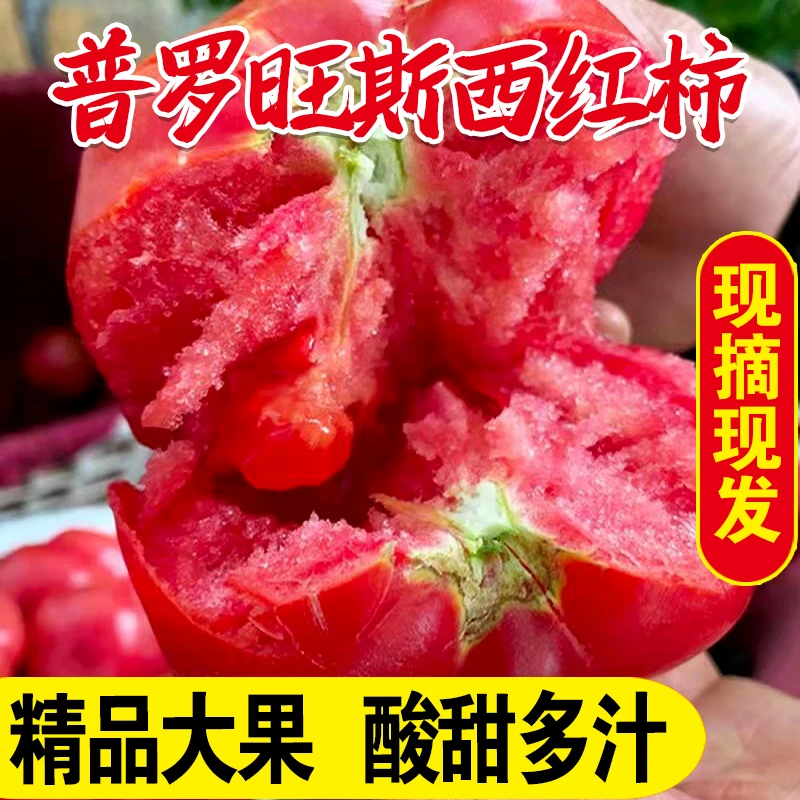 宁夏水果-普罗旺斯西红柿-5斤水果莲湖西红柿沙瓤草莓心多汁 包邮