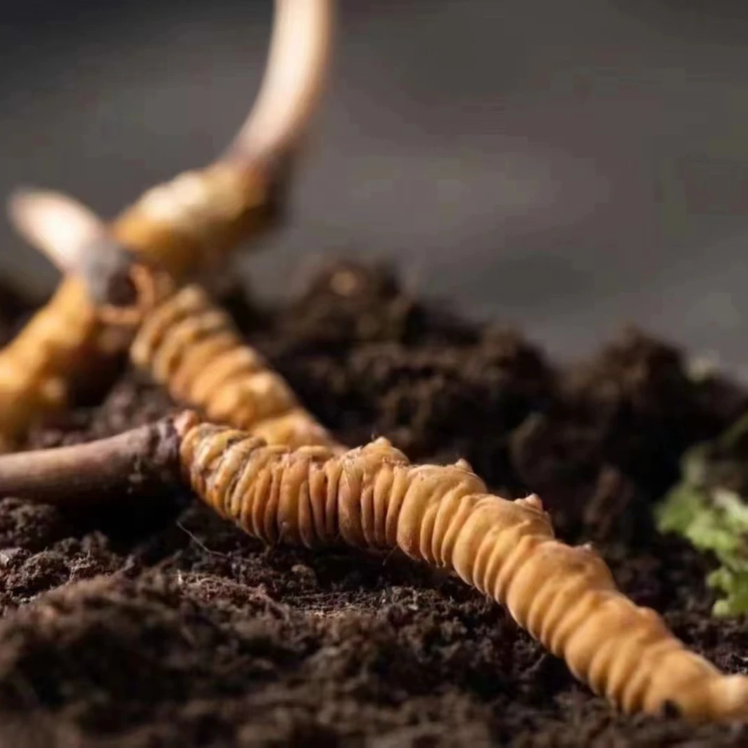 【C定向链接】2025年新鲜冬虫夏草  大草