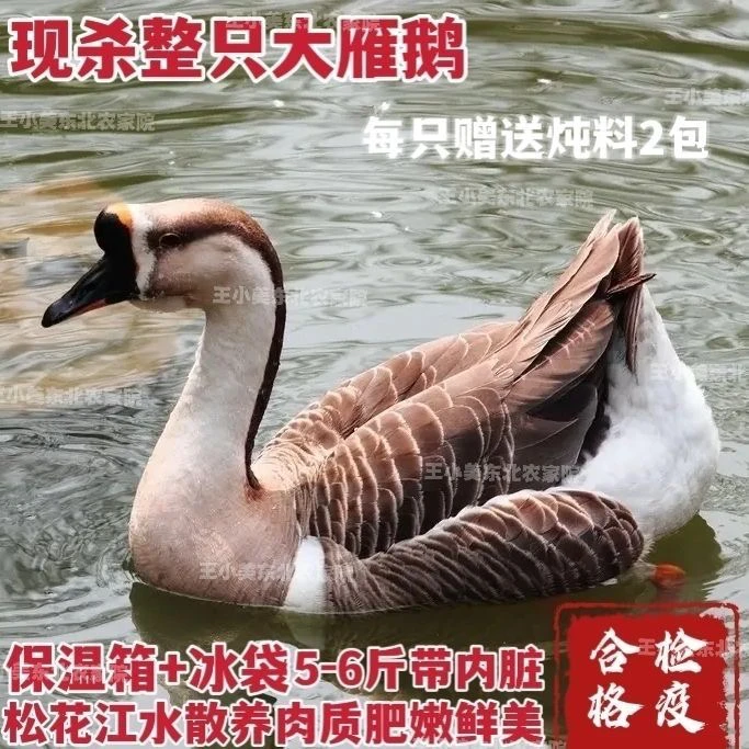 大雁鹅正宗大雁鹅东北大雁鹅 大雁 大雁鹅 现杀速冻,中通包邮