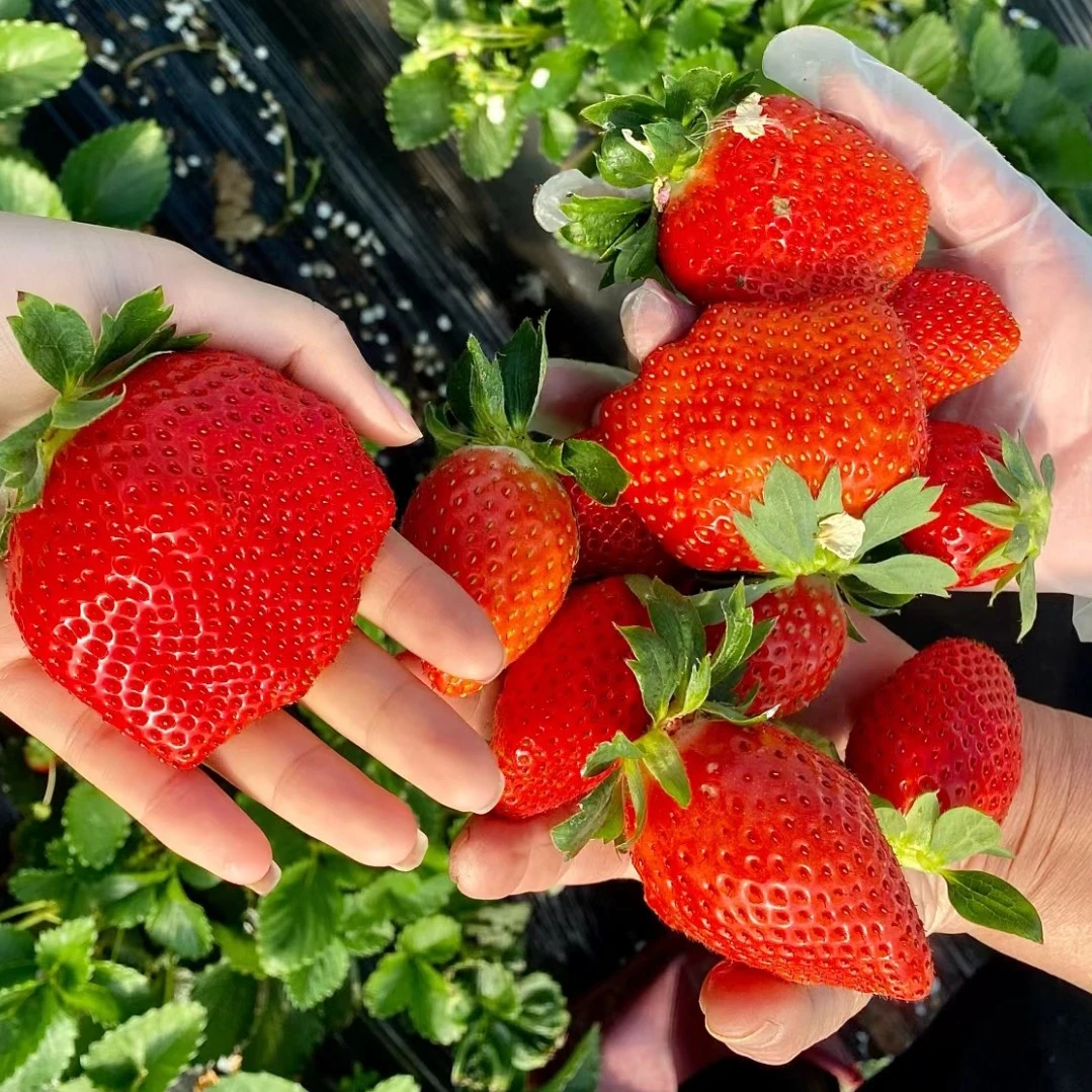 【带盆带原基质栽好】香野粉玉梦之莹冬季家庭种植草莓苗