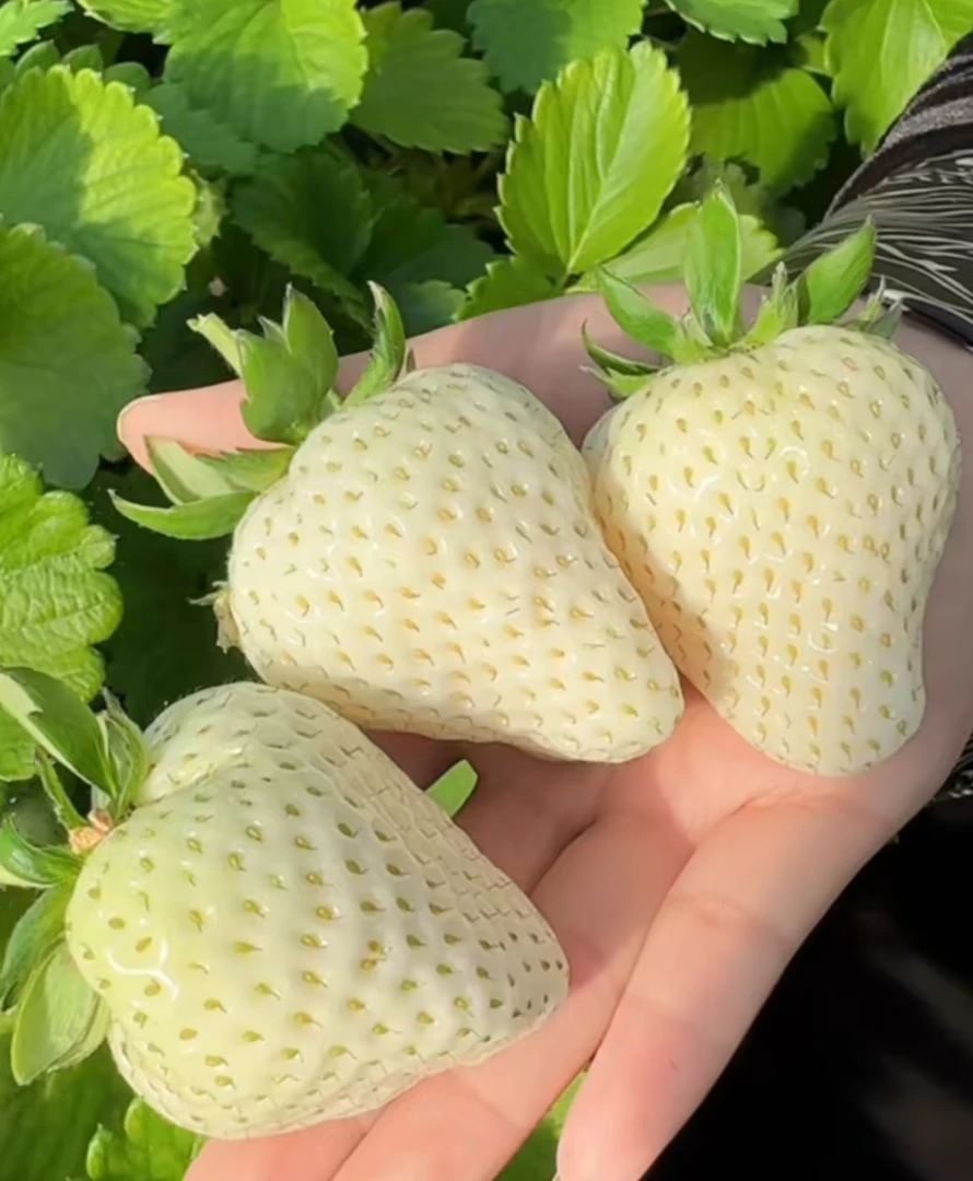 安娜家草莓苗【 梦之芙 白草莓 #1加仑 】   新品种盆栽草莓苗