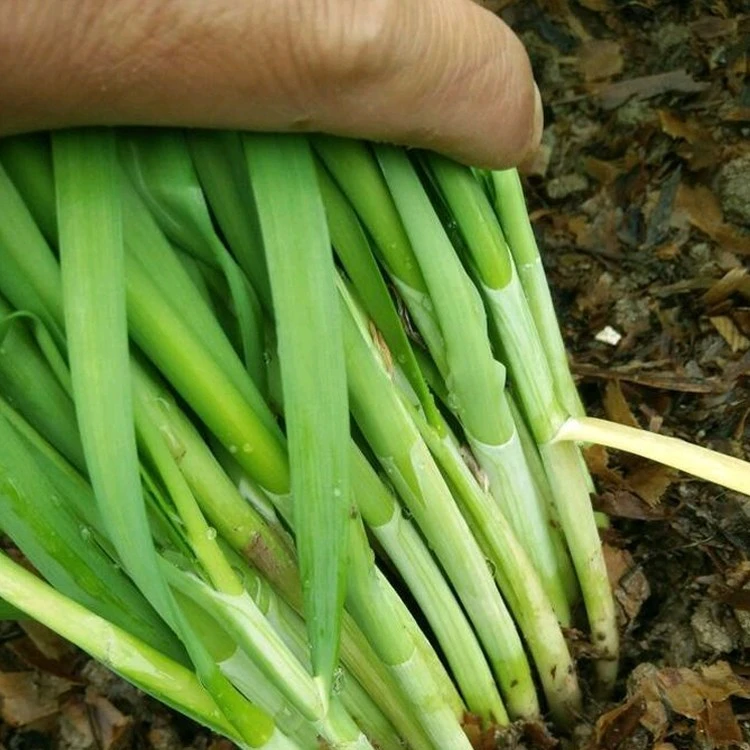 【宽叶韭菜根】  791雪韭韭菜秧  冬季正常生长 韭菜根苗