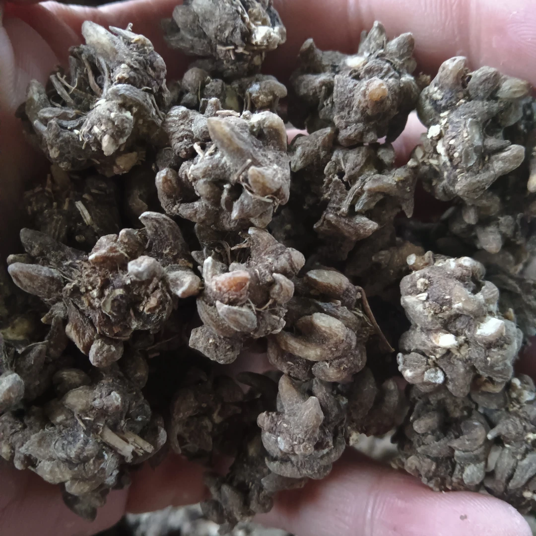 佤乡山货推荐【猫爪草】山货特产干货