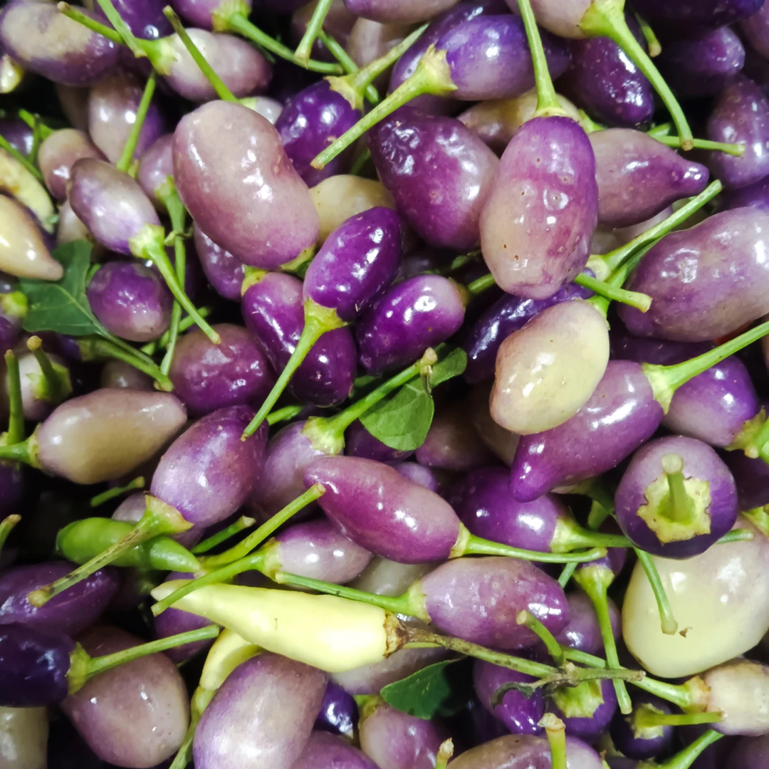 佤乡山货推荐【七彩椒】山货特产