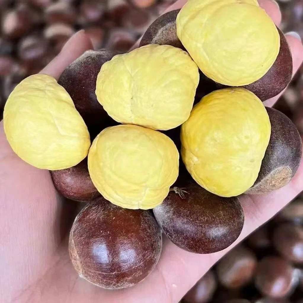 佤乡山货推荐【板栗】山货特产参