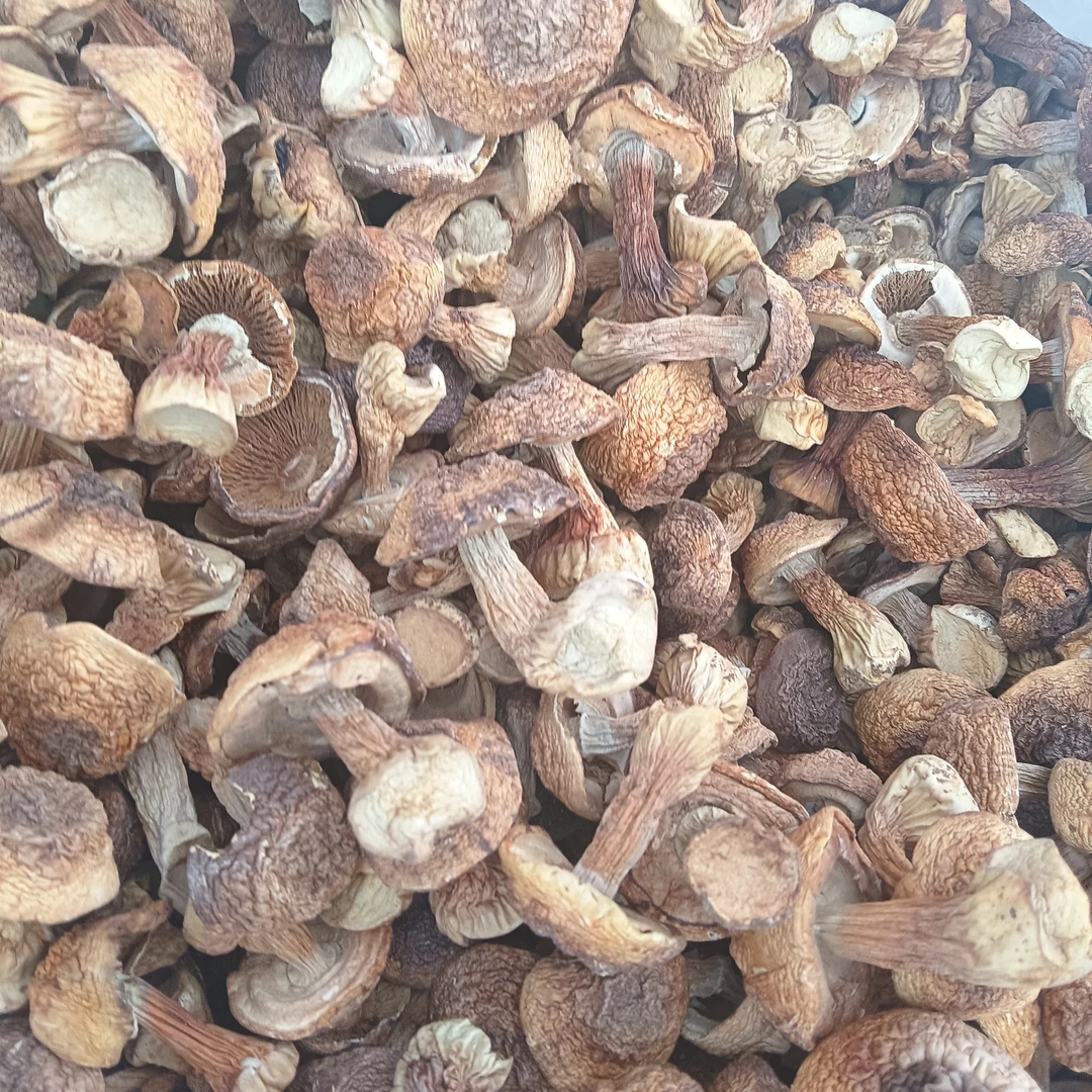 佤乡山货推荐【姬松茸】山货特产搭配枸杞