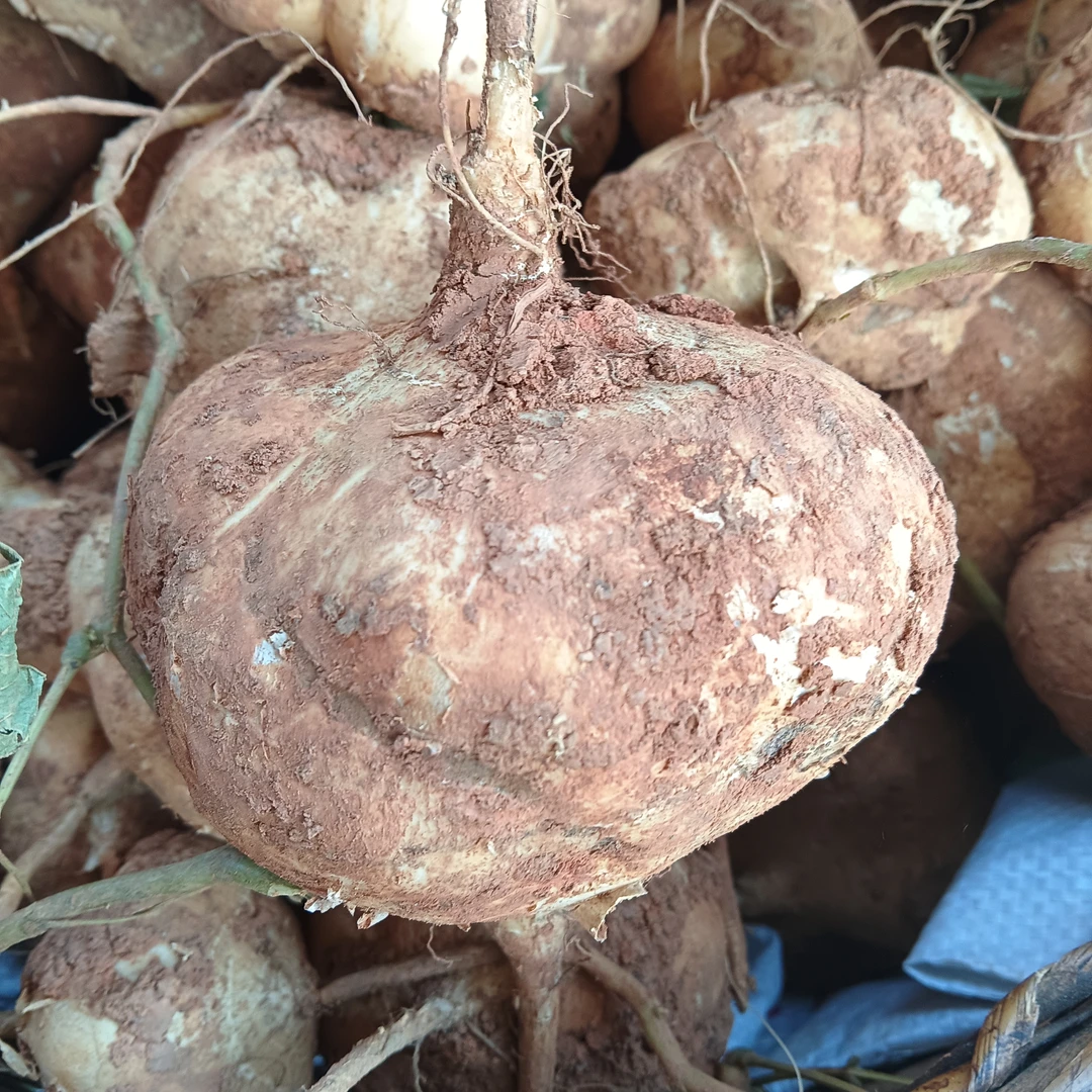 佤乡山货推荐【地瓜】山货特产干货