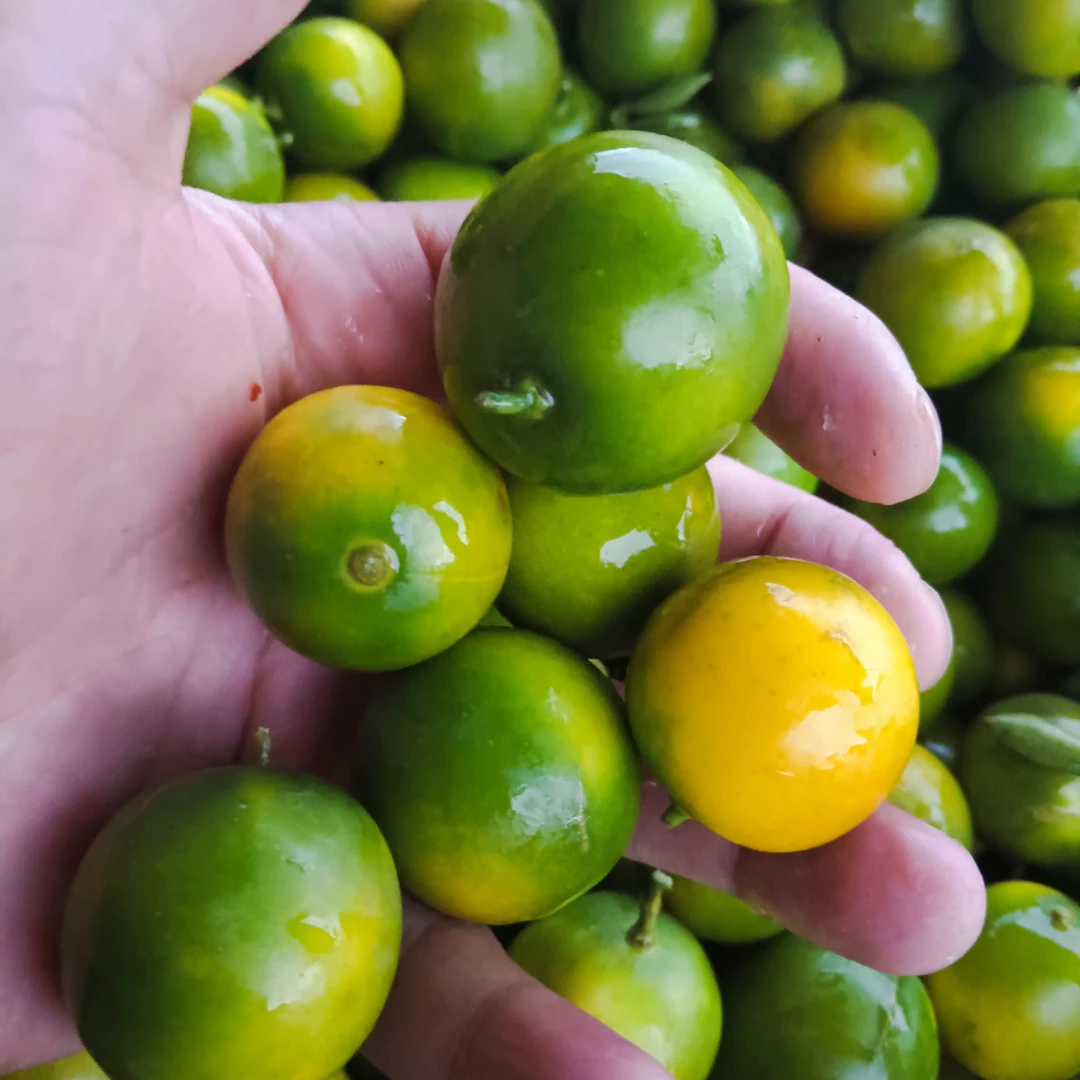 佤乡山货推荐【小金桔】山货特产参