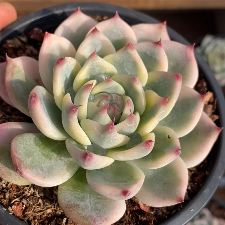 【闪购商品】吉娃娃锦