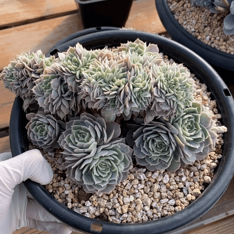 【闪购商品】?****苒