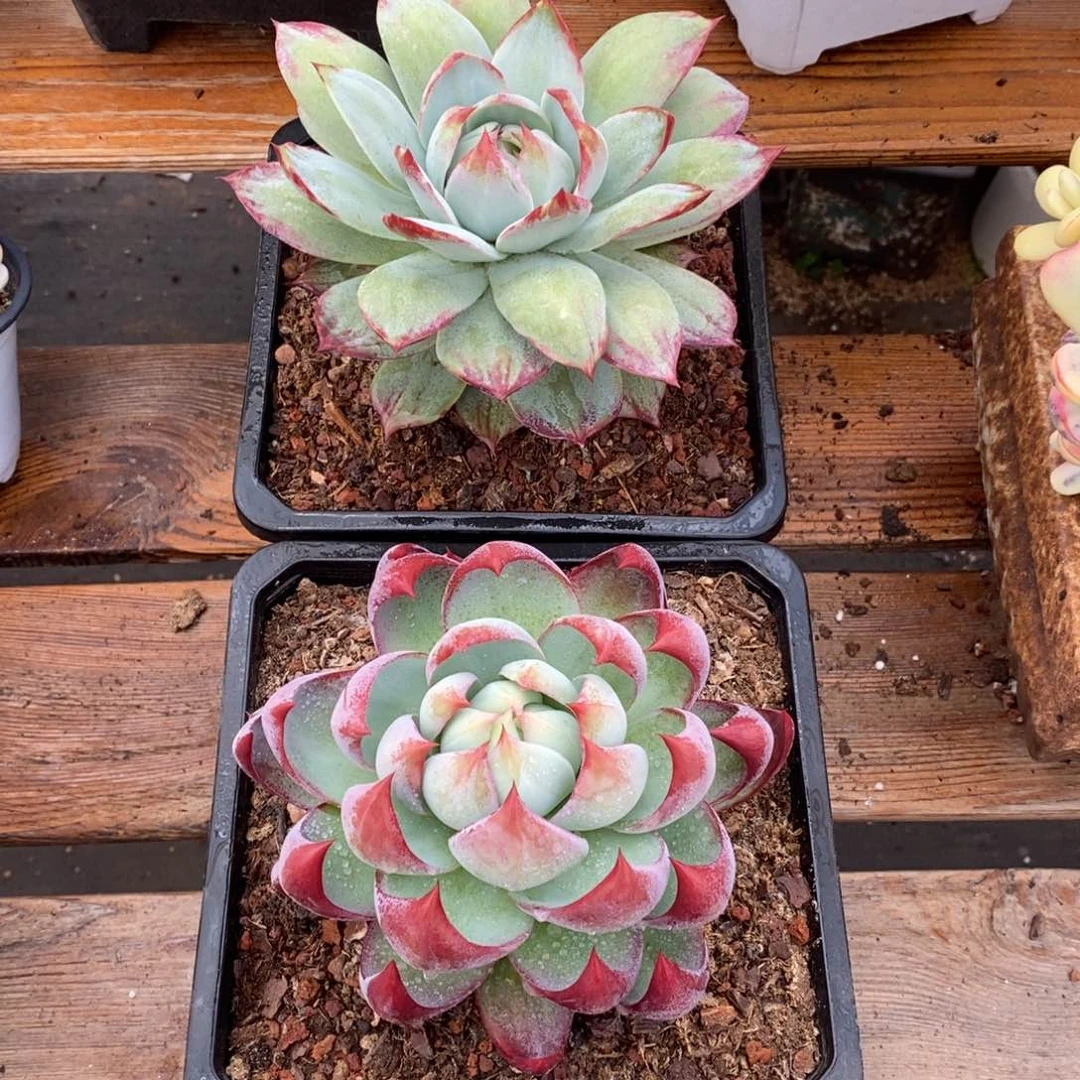 小**?惊鸿仙子多肉植物