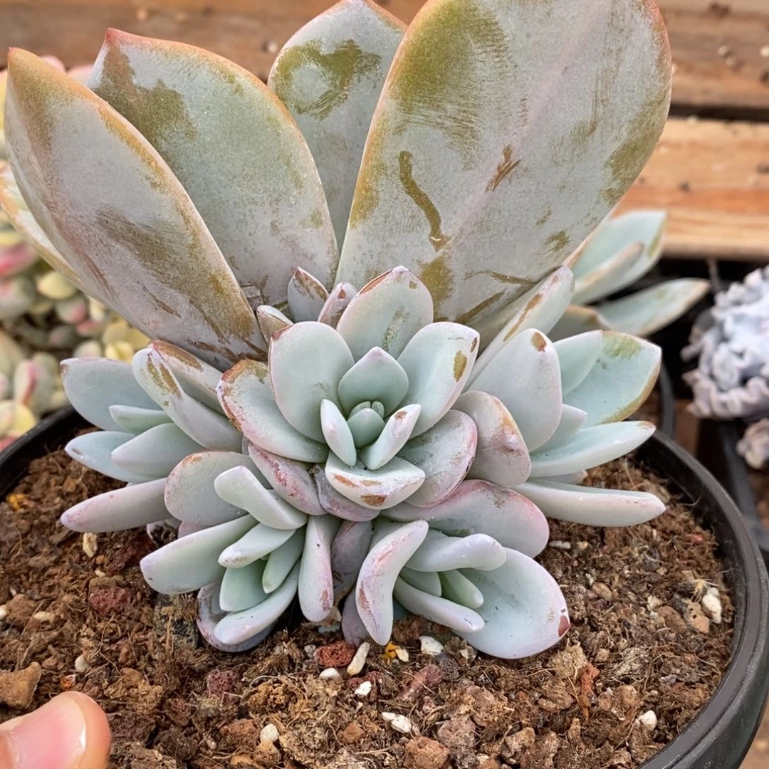 ?****?奶茶多肉植物
