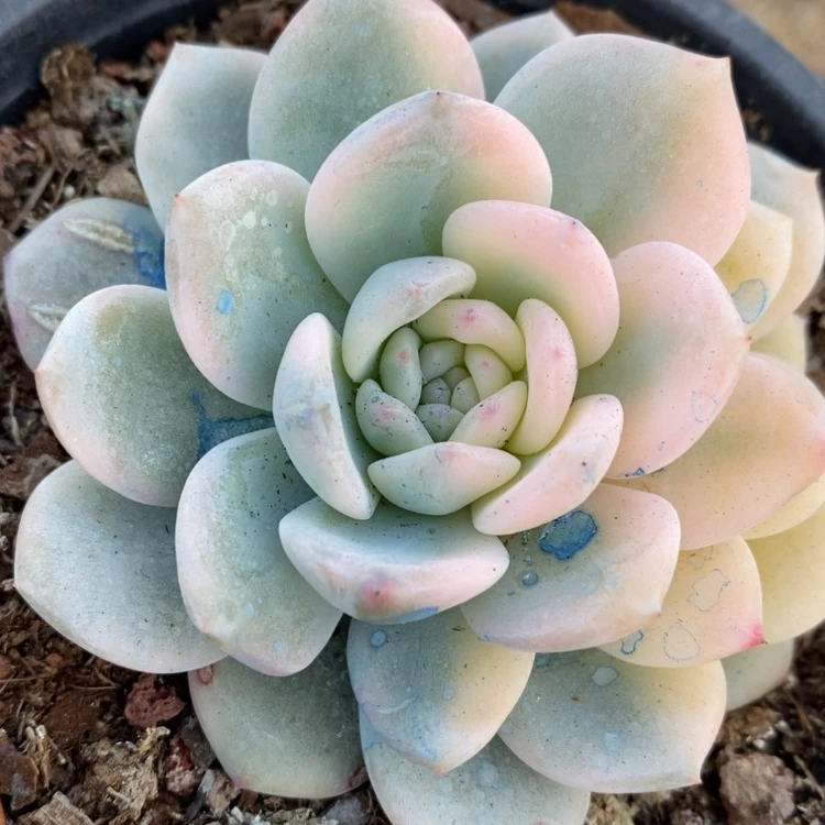 【闪购商品】江*添